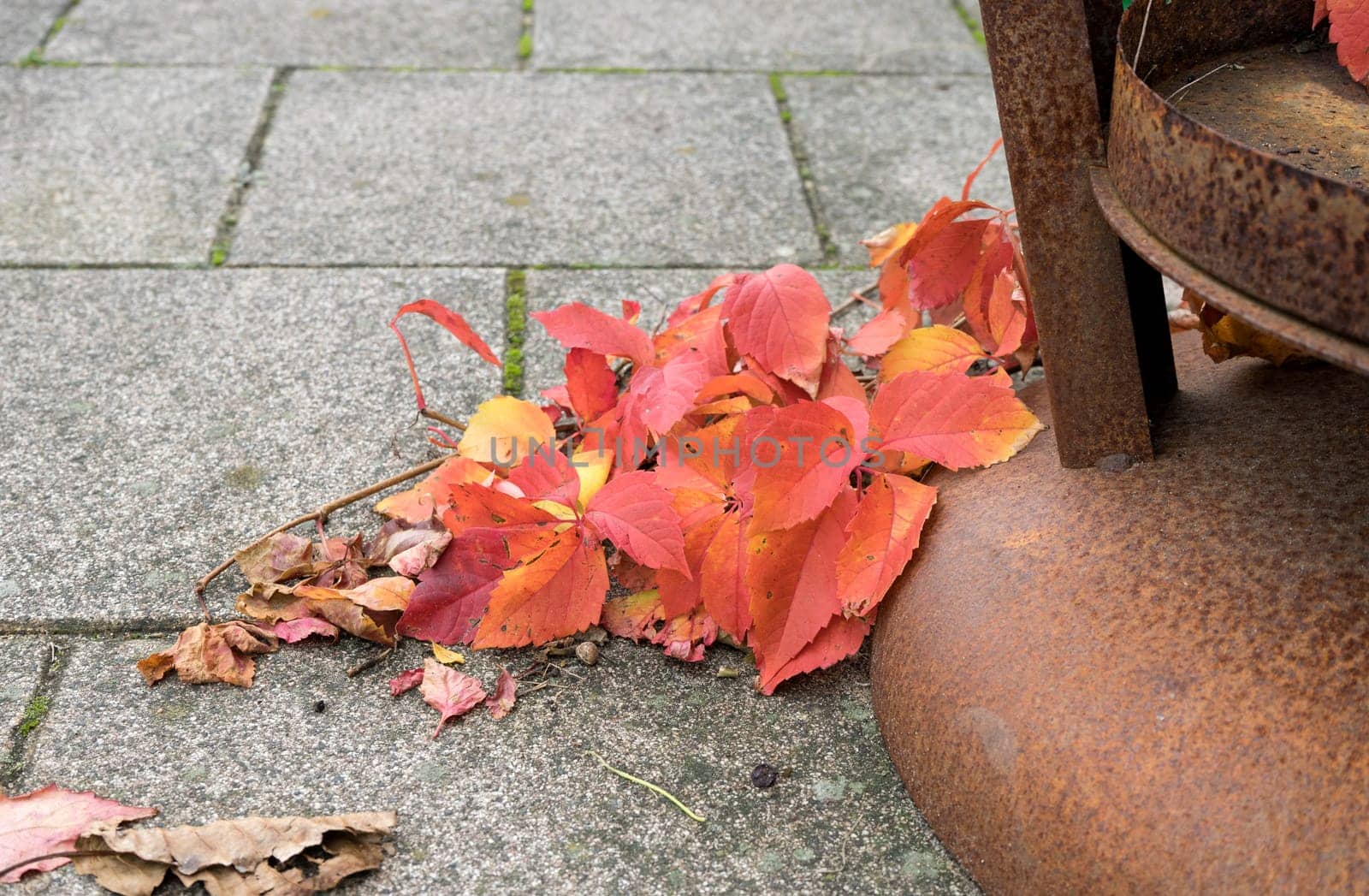 Detail shot with red wild vine leaves on gray stone slabs and a rusty container