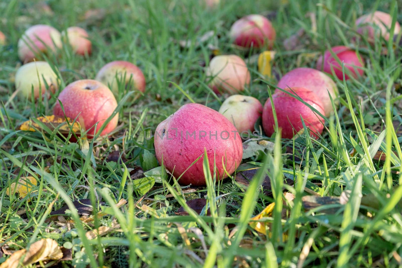 Ripe, red apples lie in the grass of an orchard