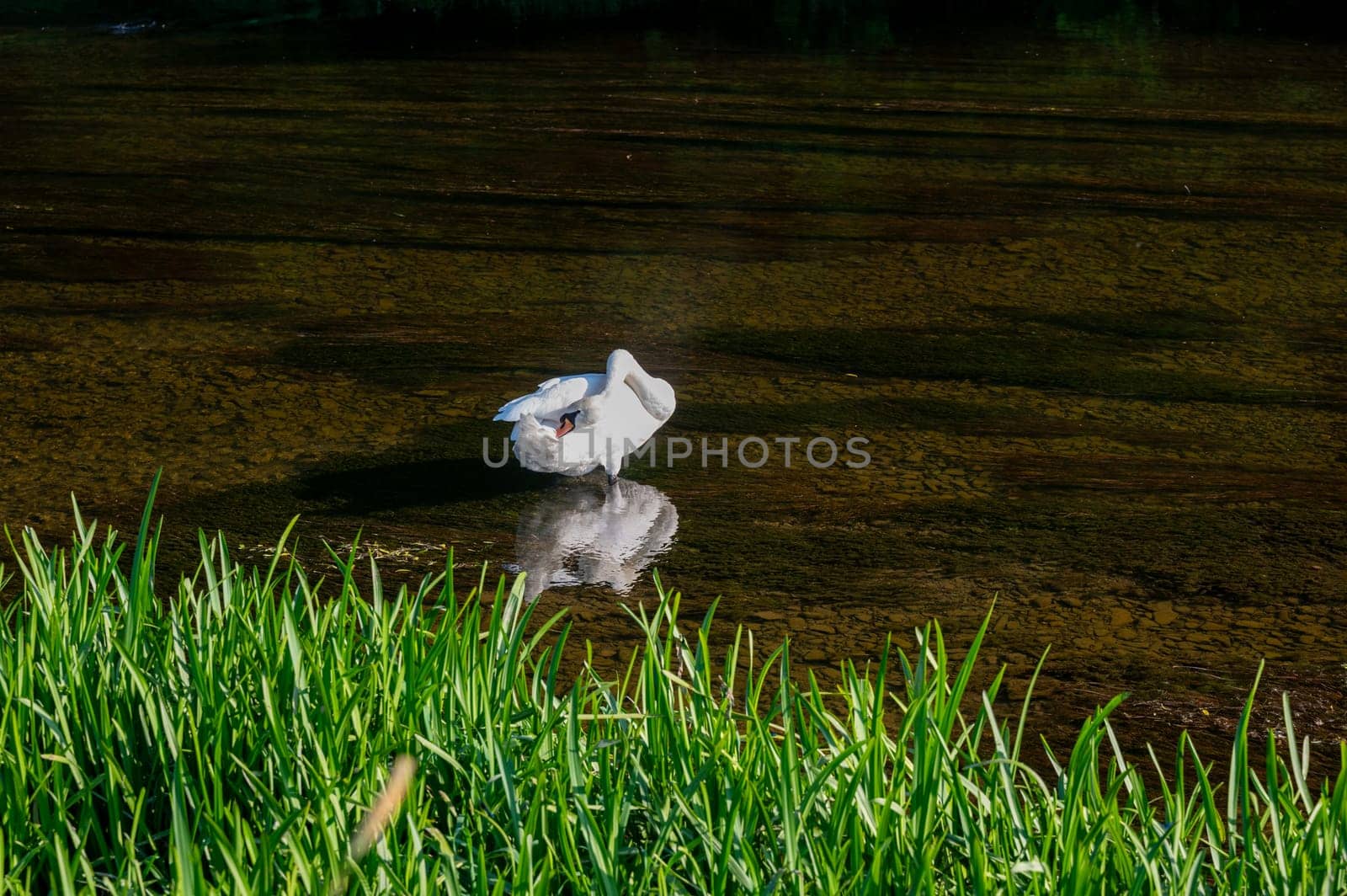 A white swan (Cygnus) stands in the shallow water of a small river and preens its feathers in the green nature