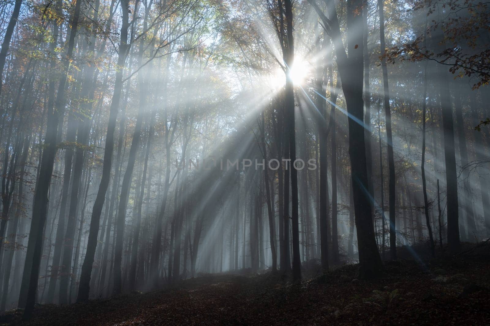 Sun shines in the morning fog in a forest in autumn
