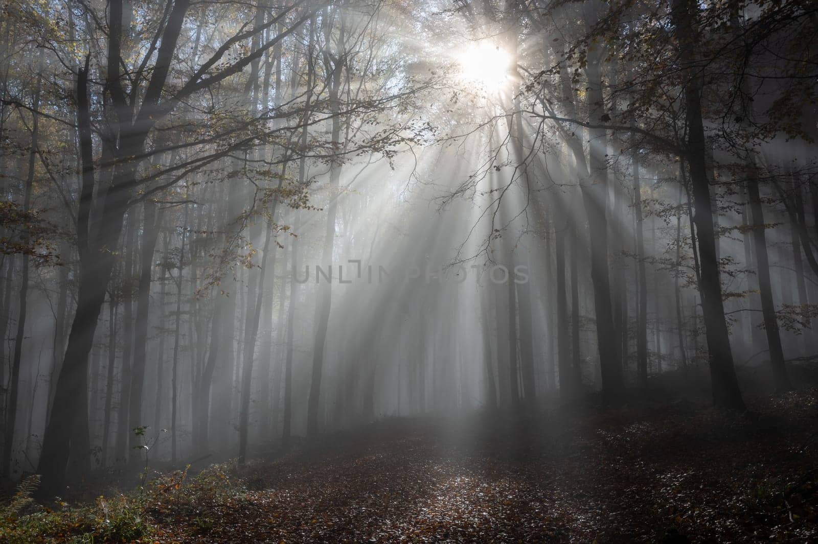 Sun shines in the morning fog in a forest in autumn
