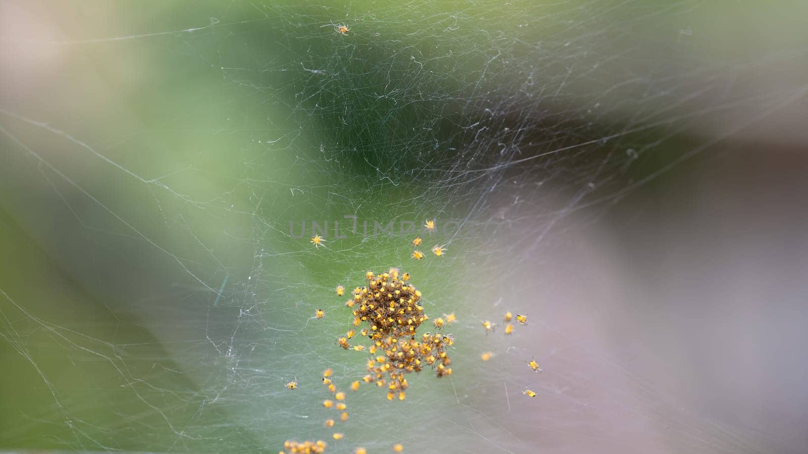 Many newly hatched spider babies in the web against a green background