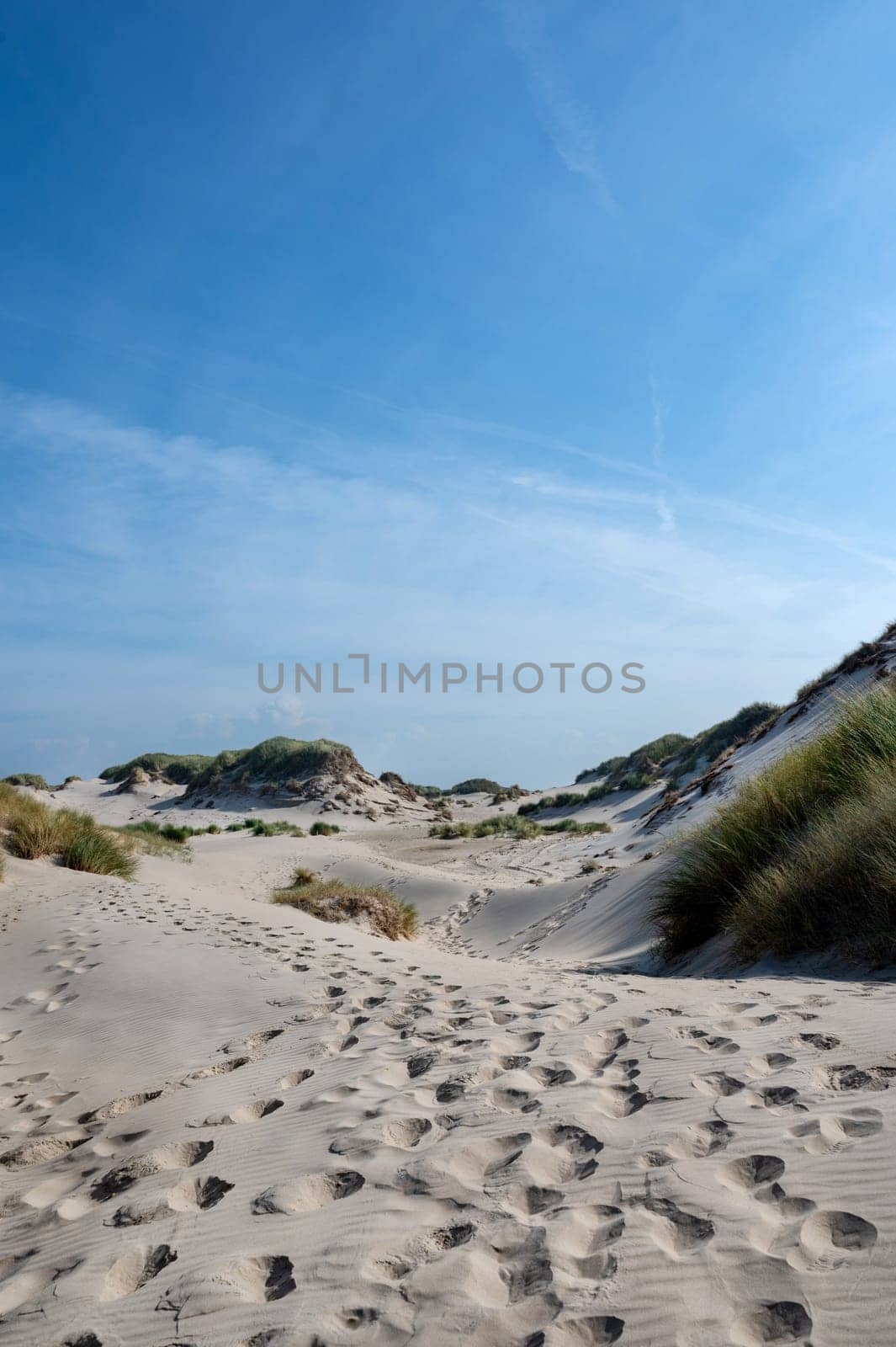 Dunes landscape  with beach grass on the North Sea coast in the Netherlands