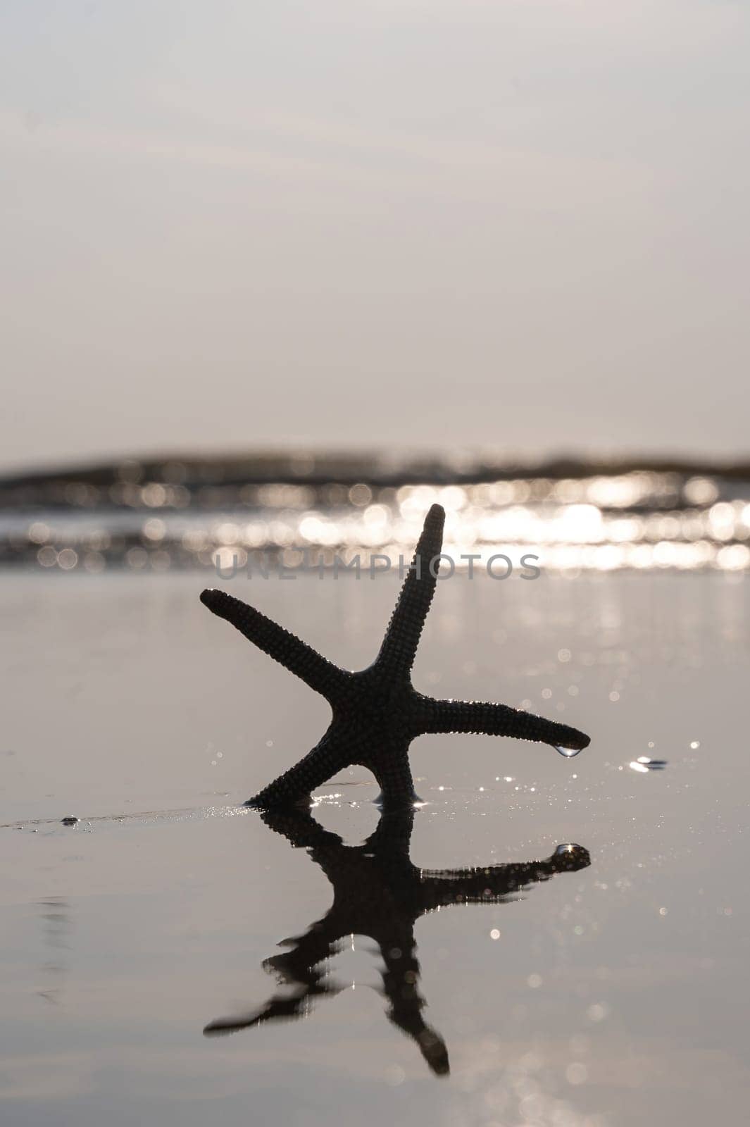 A starfish in the waves of the sea on a beach at sunset