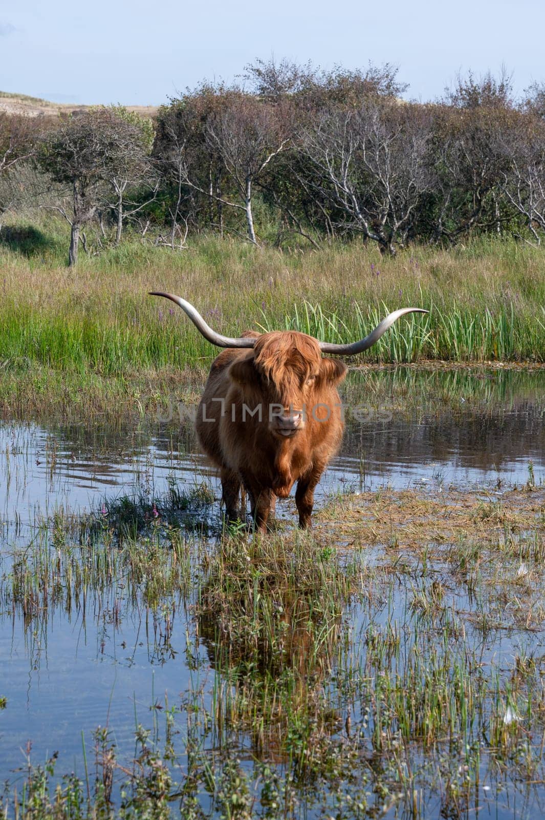 A Scottish Highland cattle stands in the water on the shore of a small lake in the dune hinterland in a nature reserve near Egmond aan Zee in the Netherlands