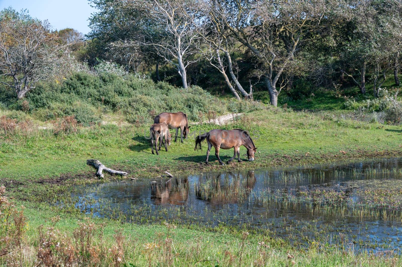 Konik wild horses and Exmoor ponies live in a dune landscape in a nature reserve, for a natural management of the dunes to curb the proliferation of the bushes, near Egmond aan Zee in the Netherlands