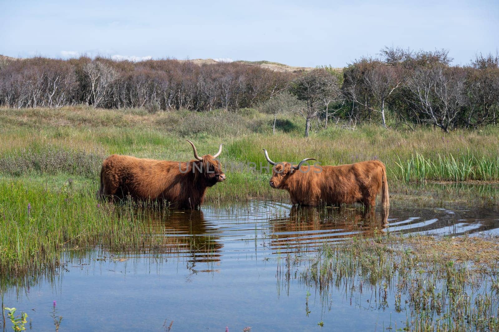 Scottish Highland cattle stand in  the water on the shore of a small lake in the dune hinterland in a nature reserve near Egmond aan Zee in the Netherlands