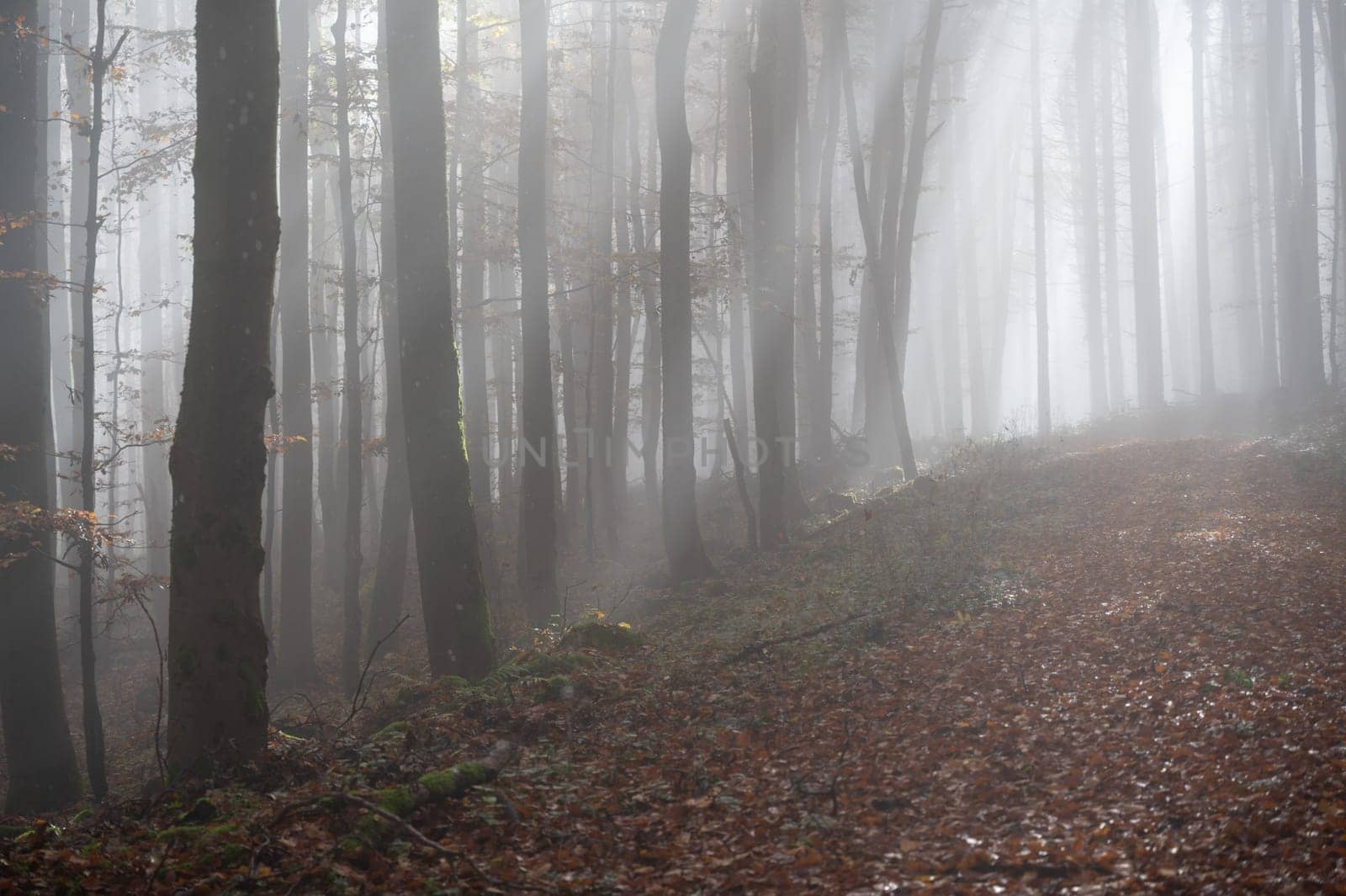 Sun shines in the morning fog in a forest in autumn