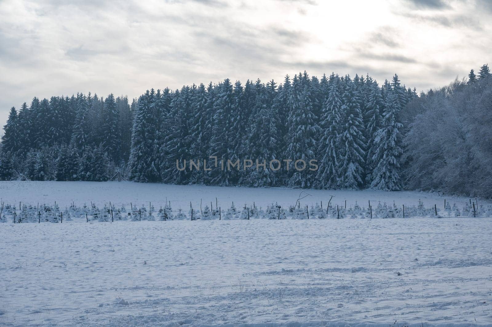 Snow covered fir trees in a forest in winter time