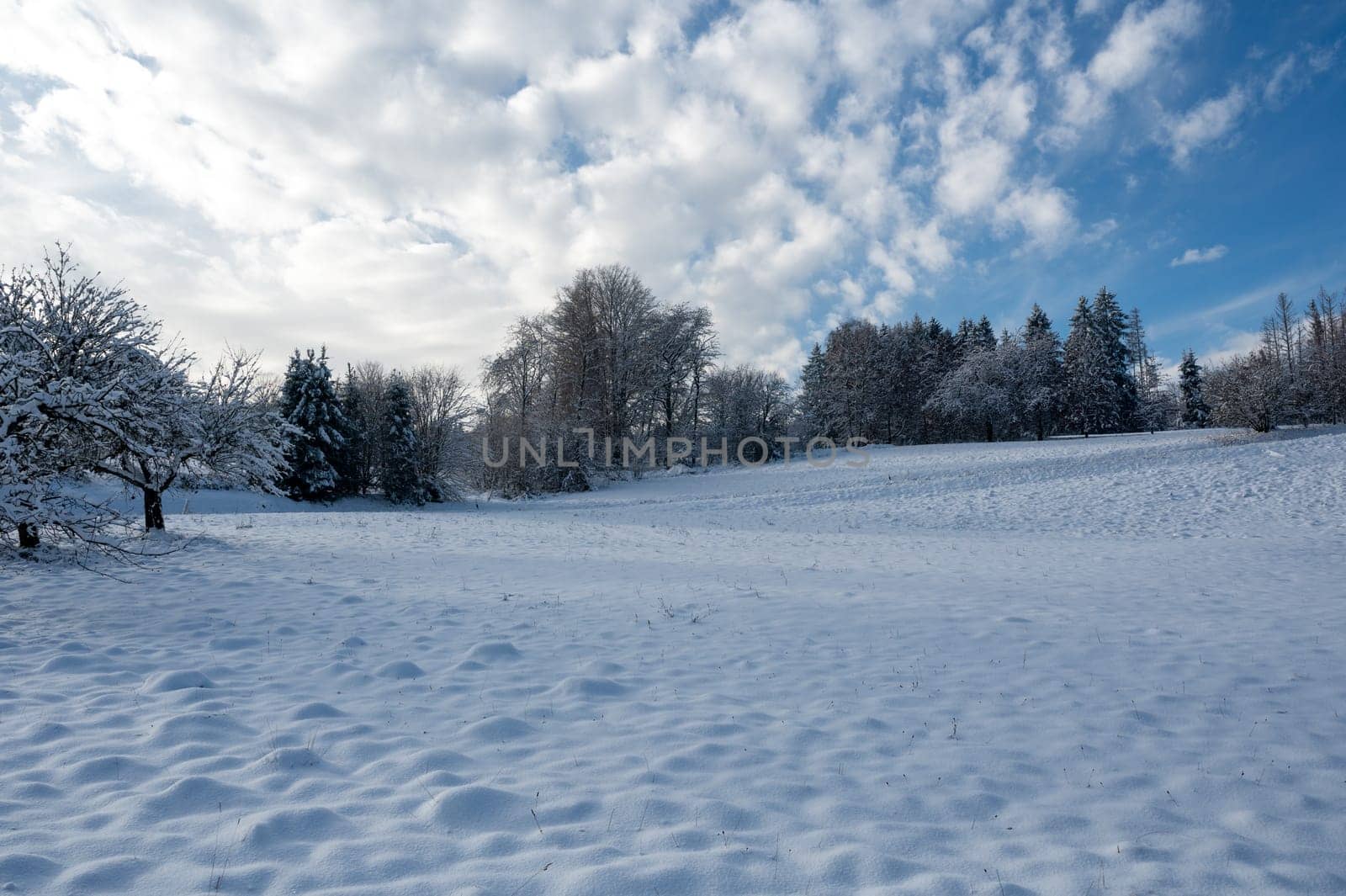Trees in winter, with lots of snow, blue skies  and clouds