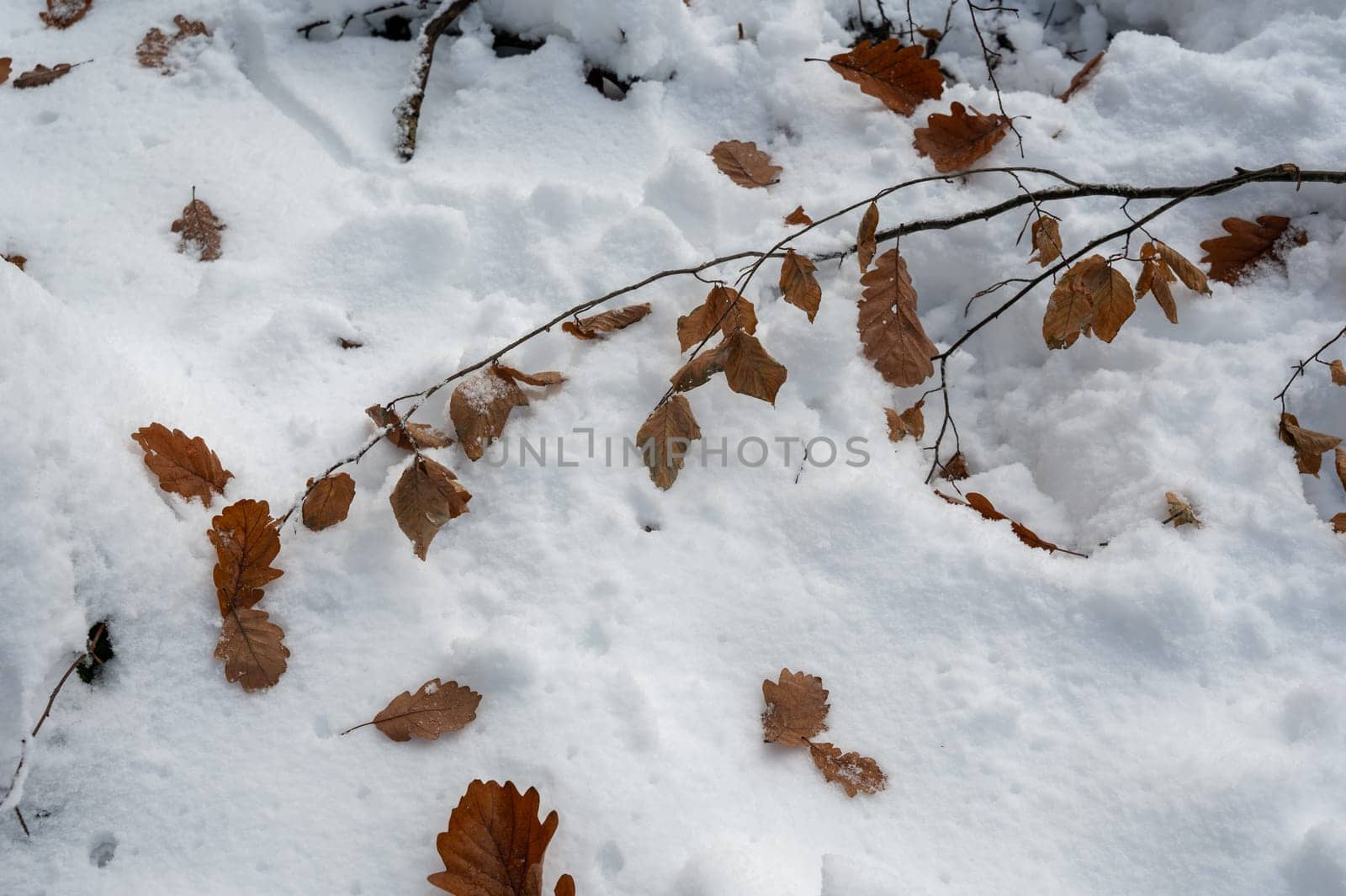 Many brown autumn leaves lie on white snow
