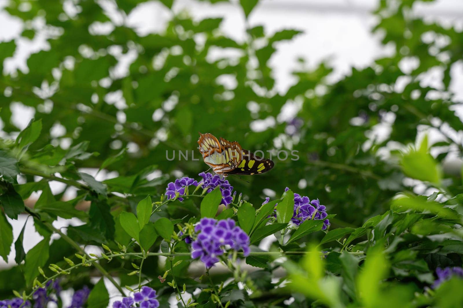 Malachite butterfly (Siproeta stelenes) on a purple flower in green nature