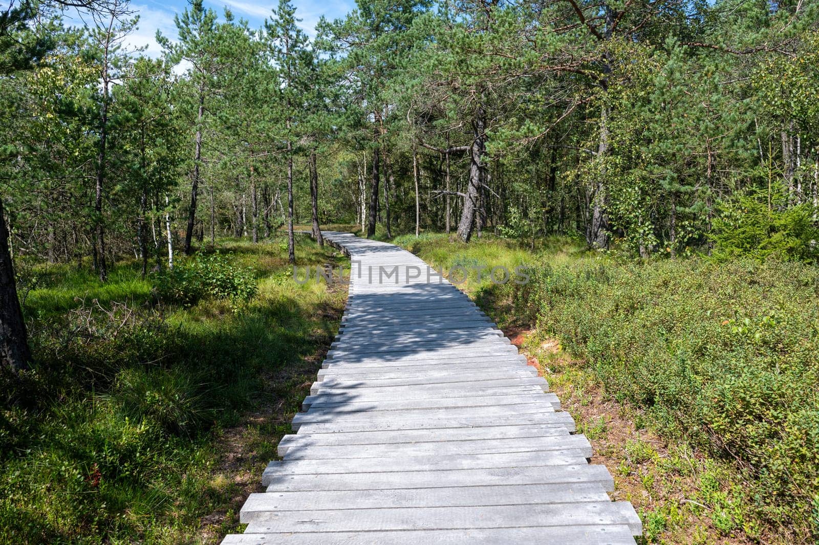 Black moor in the Rhoen, Bavaria, Germany, in summer  with a new moor path and forest  in sunlight