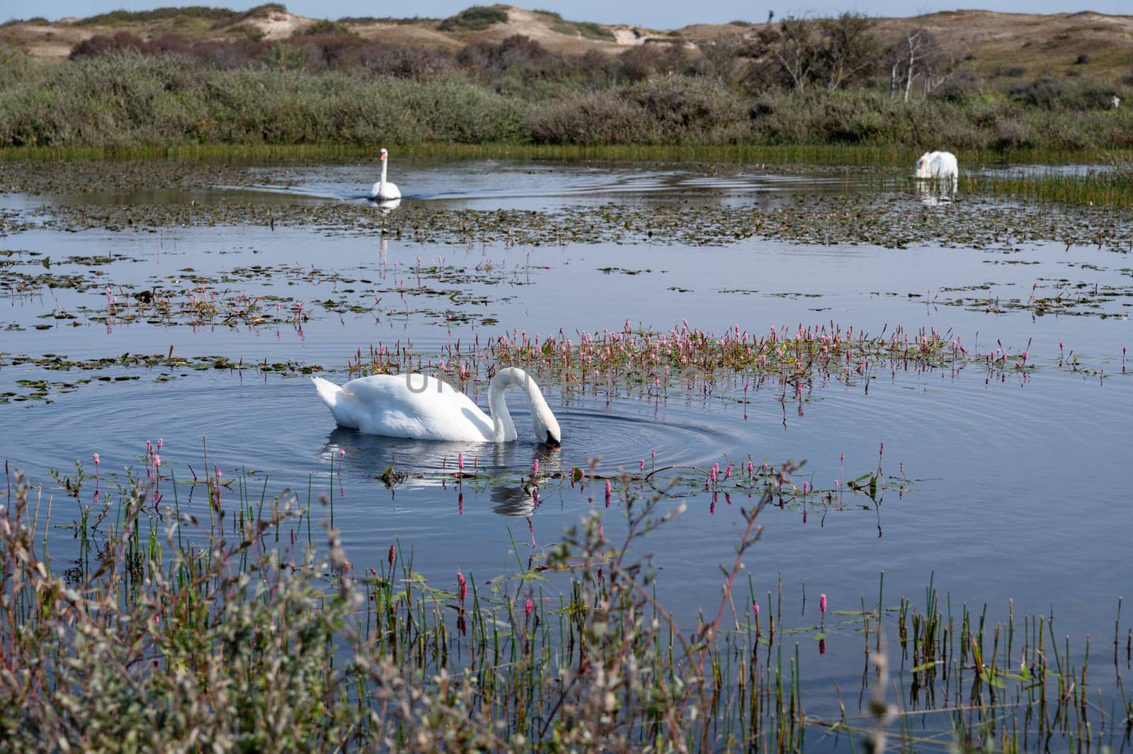 A white swan ( Cygnus ) swims in the water of a small lake in a dune landscape in a nature reserve near Egmond aan Zee in the Netherlands