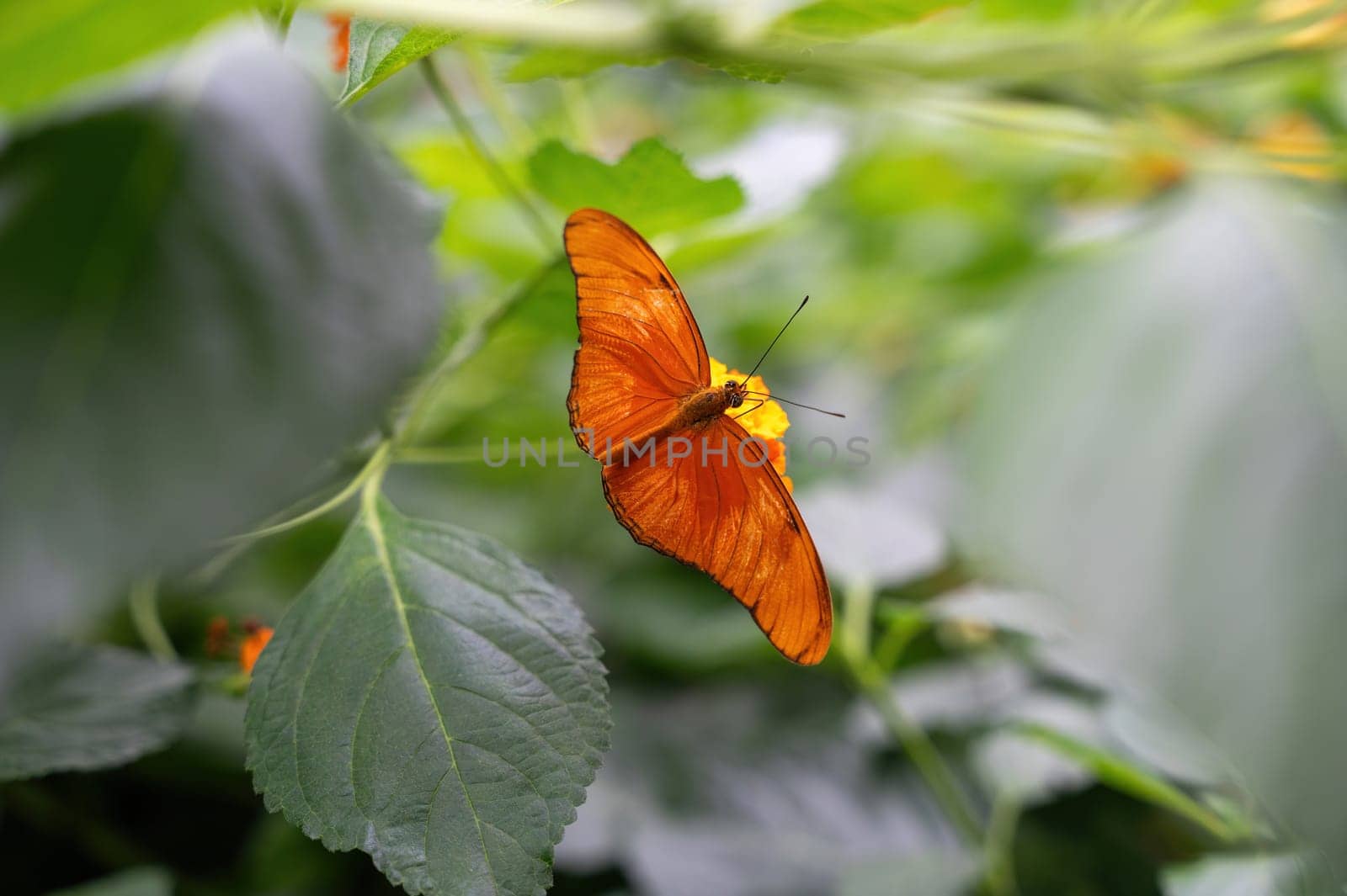 Dryas iulia butterfly on a flower in green nature