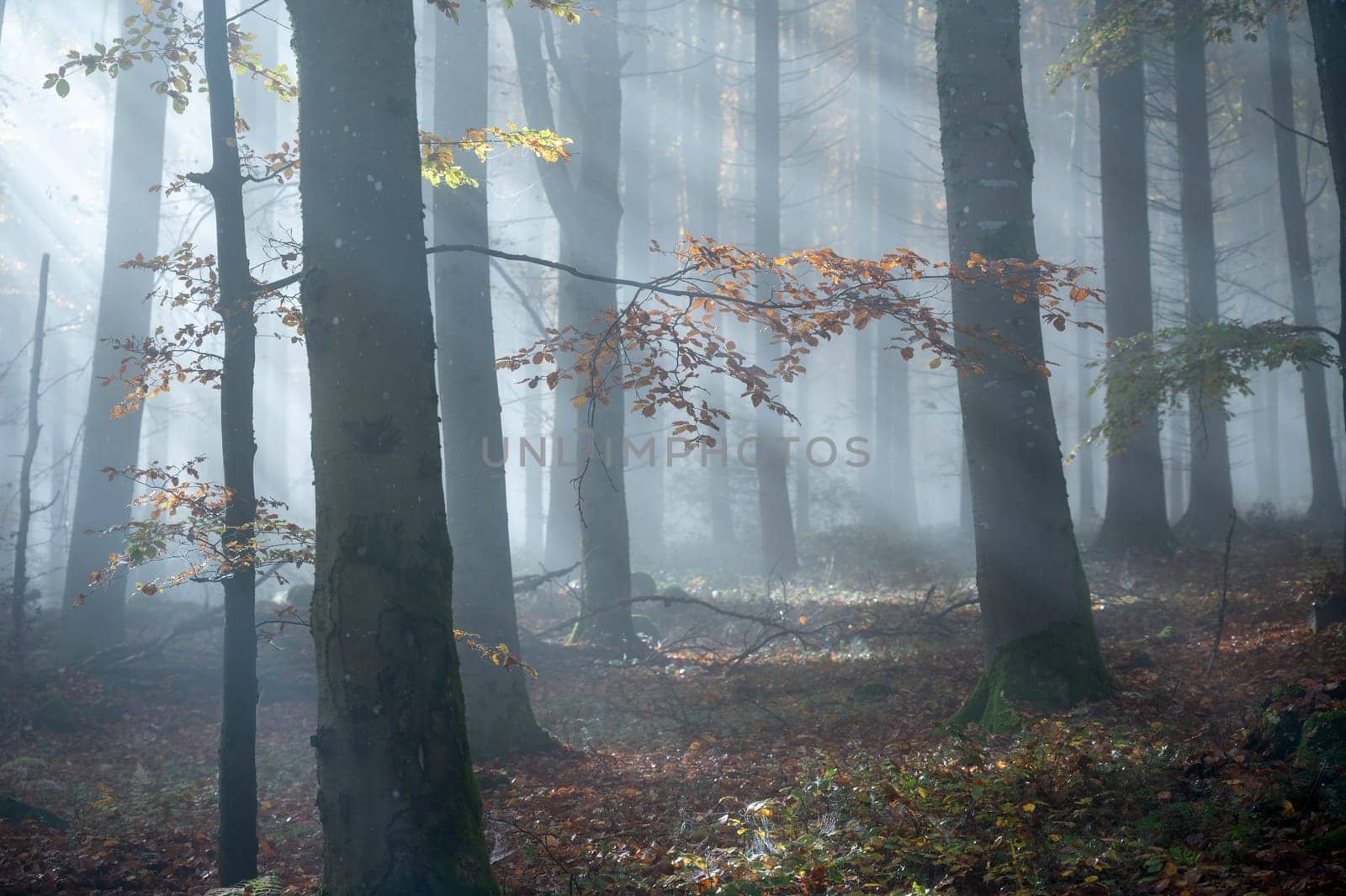 Sun shines in the morning fog in a forest in autumn
