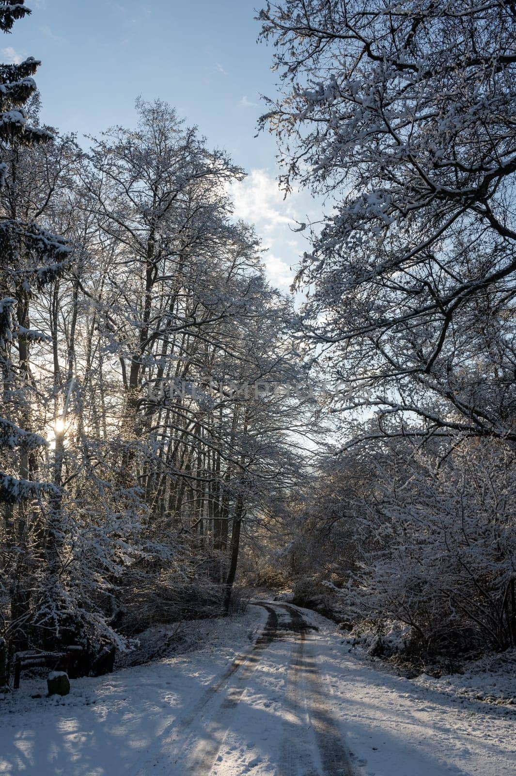 A lonely road in winter, between trees with snow