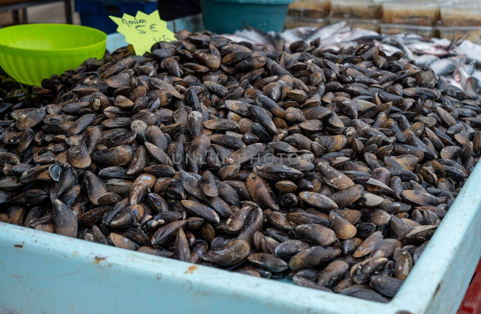 A pile of mussels is on display at a market. The pile is large and contains many mussels