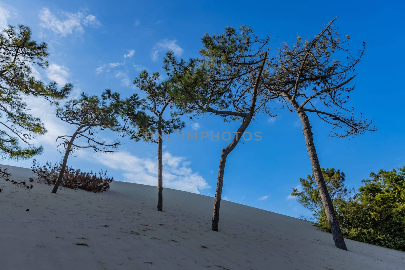 Dune of Pilat, the tallest sand dune in Europe. Arcachon Bay. Aquitaine, France