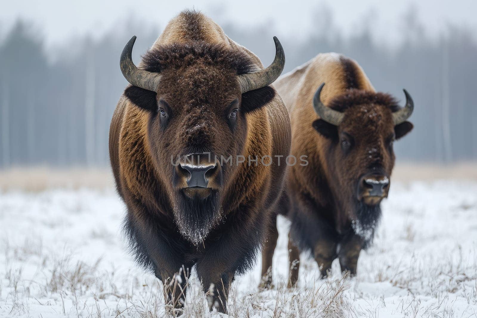 Two european bison are standing in a snowy field on a cold winter day