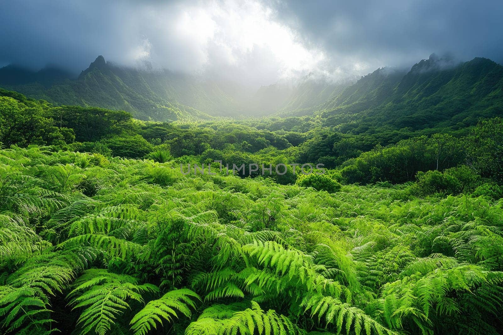 Sun rays are shining through clouds over a lush green fern forest growing in a valley in the mountains