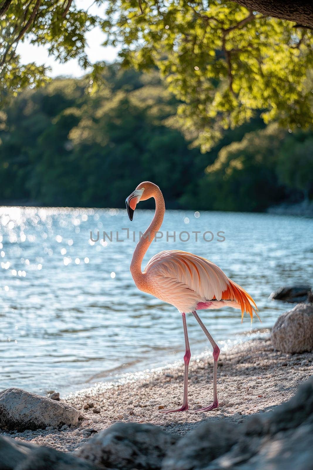 Pink flamingo is standing on the shore of a lake with sparkling blue water