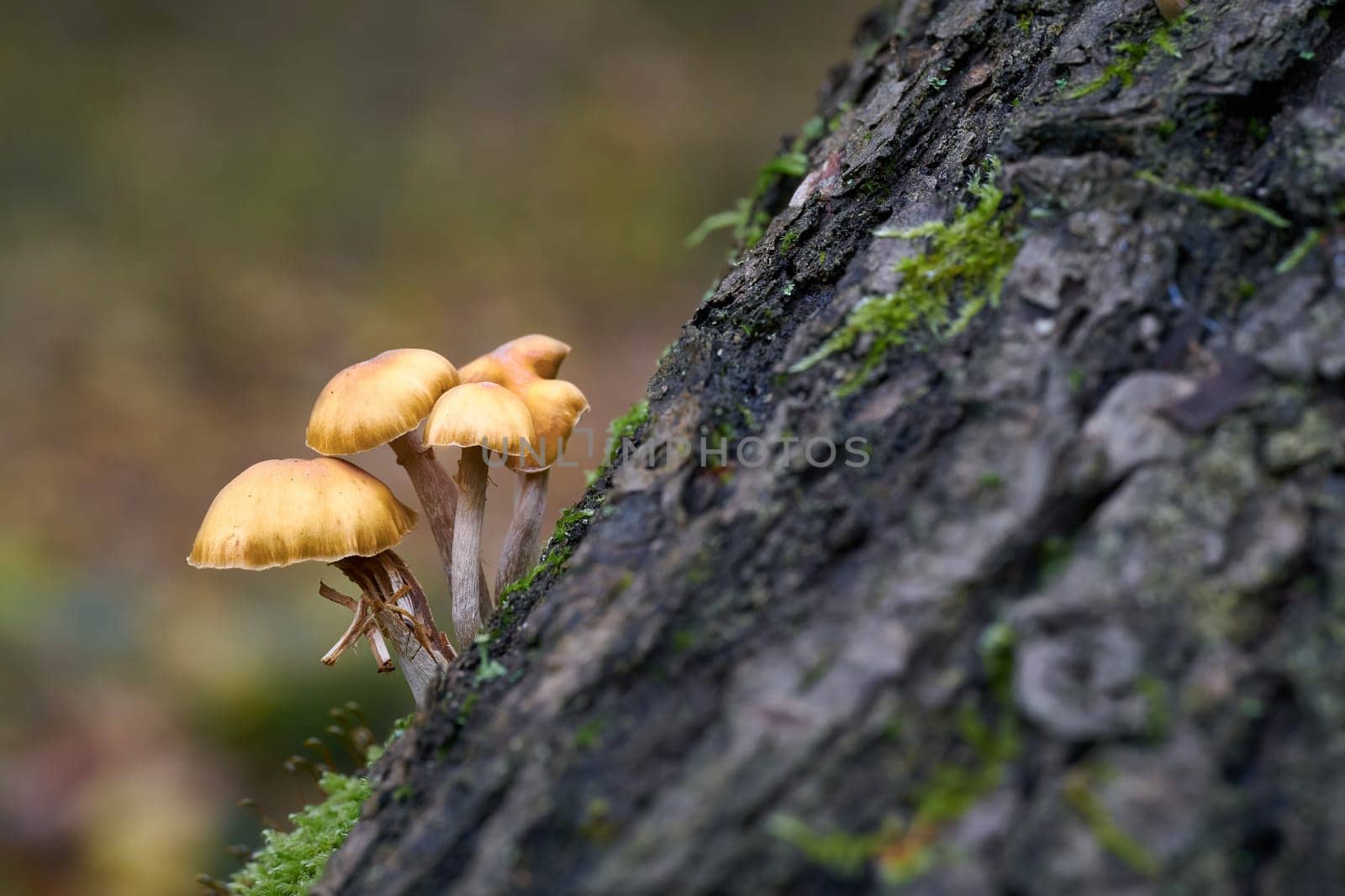 Tree Mushrooms grow on a dead tree in the forest in fall