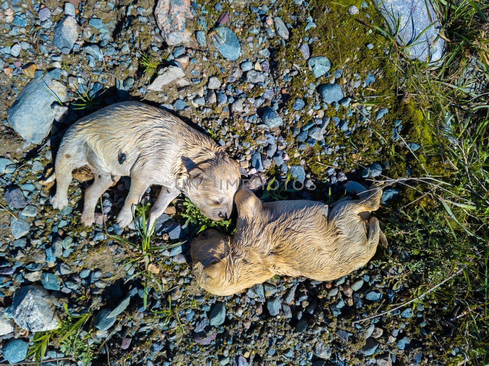 two thrown out dead yellowish-white puppies on the ground, high angle view