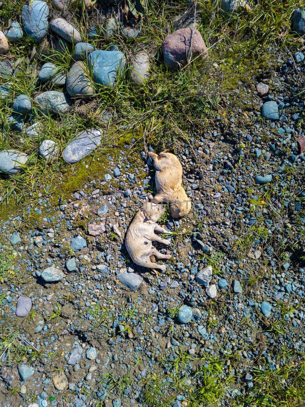 two thrown out dead yellowish-white puppies on the ground, high angle view