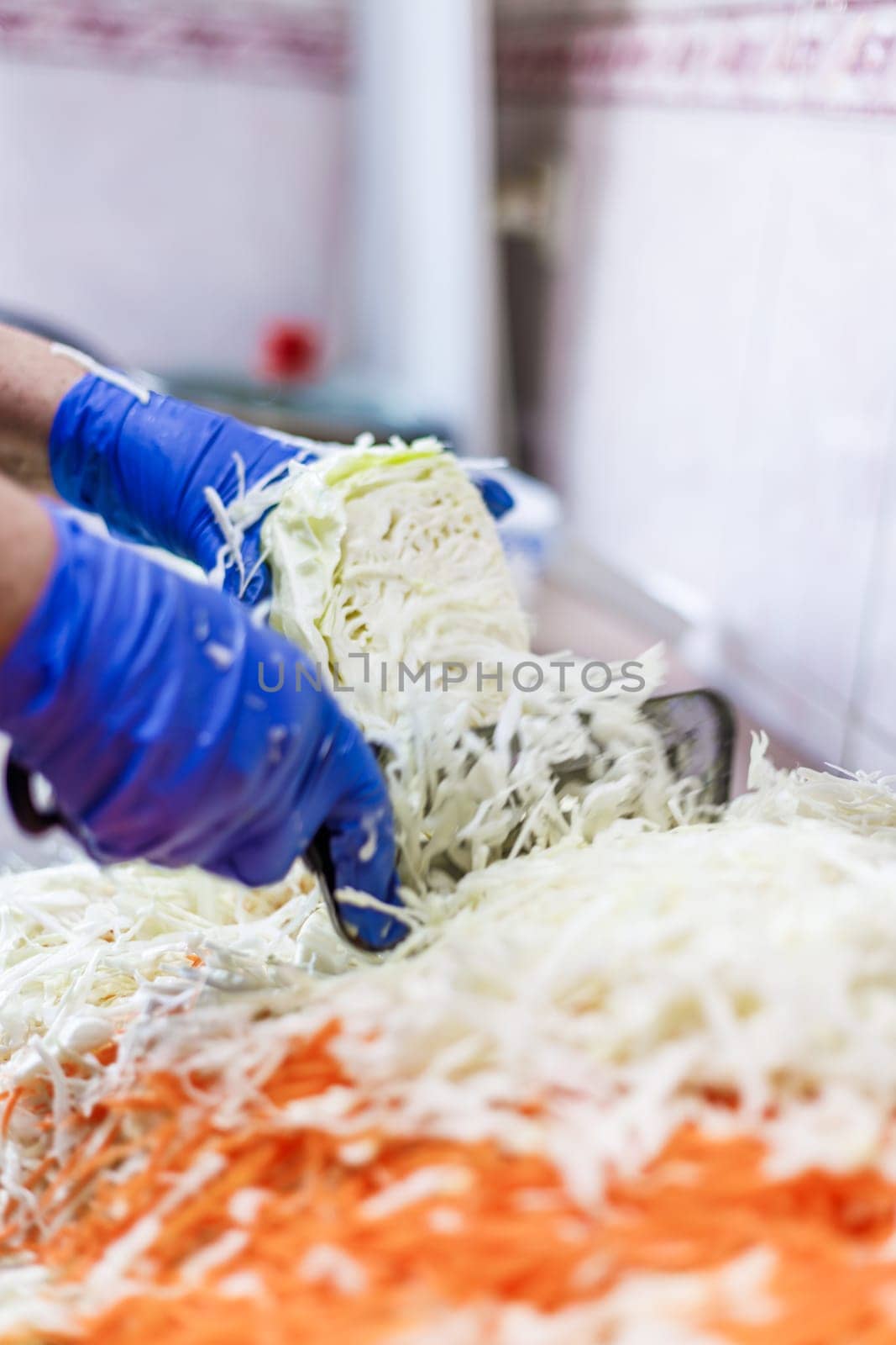 hands in blue gloves cutting cabbage with special double blade slit cabbage shredder knife during sauerkraut preparation