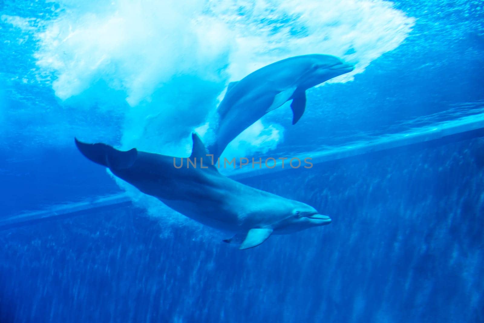 Dolphins couple swimming in aquarium. Blue light, underwater picure