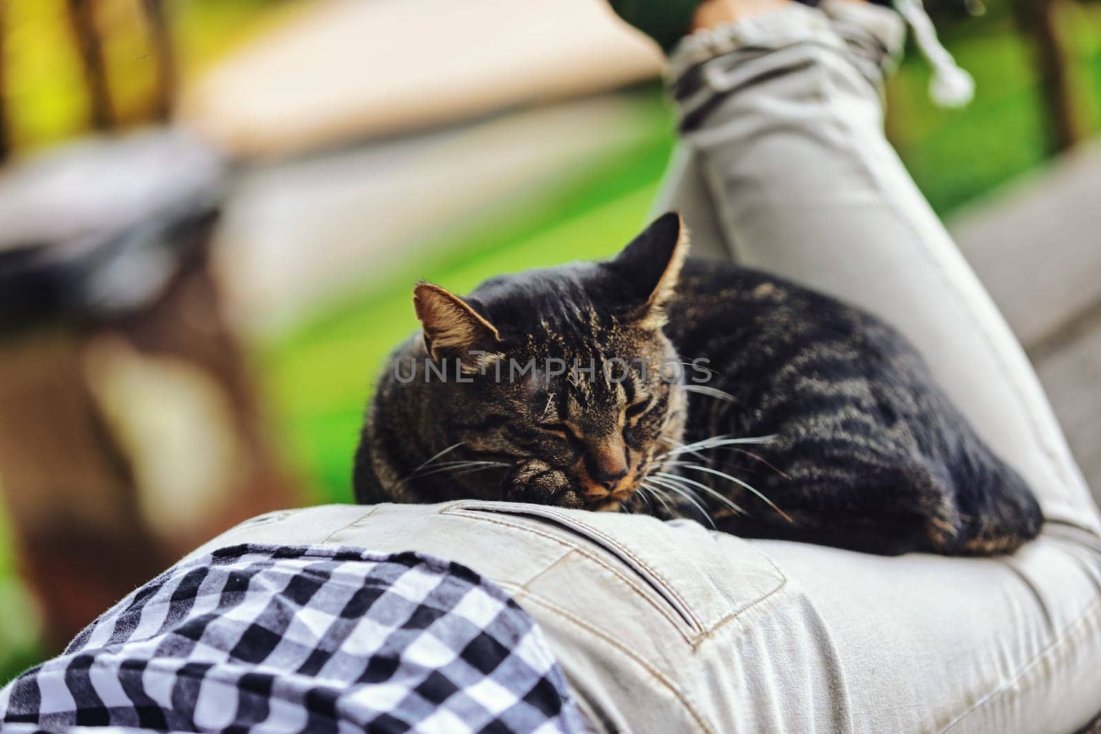 Tabby cat is comfortably sleeping on a person's lap, enjoying a peaceful moment outdoors, showcasing the bond between humans and their feline companions