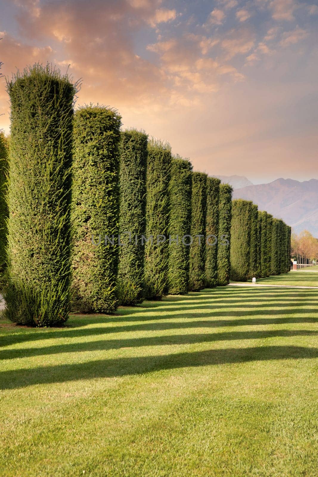 Trees perspective, green grass and blue sky. Sunlight, nobody, natural environment
