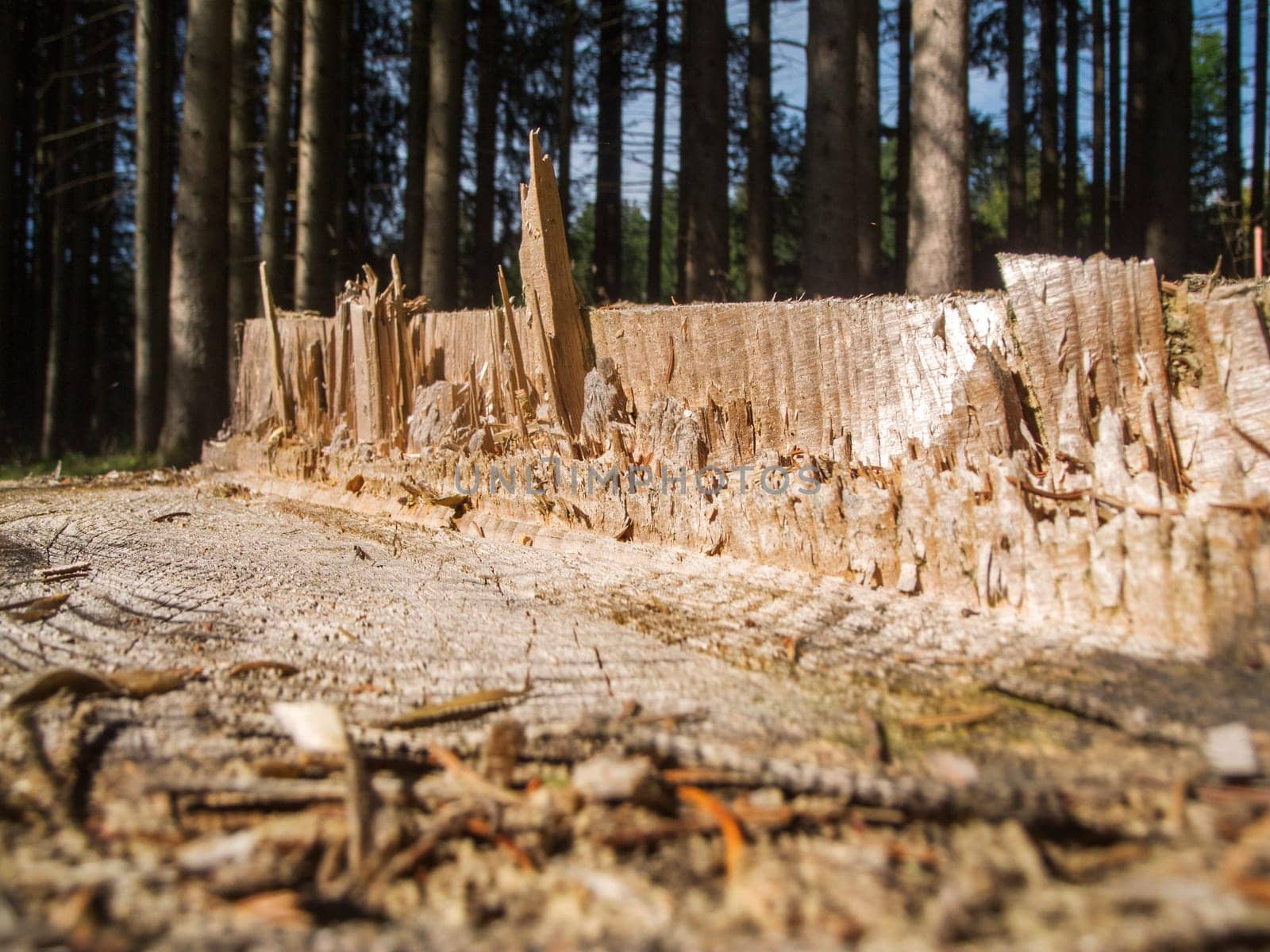 Side close-up view of the stump of a felled conifer tree in a clearing with trees in the background in Bavaria.