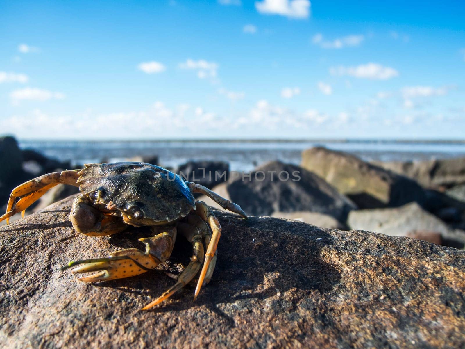 Wide angle view of a lifeless common shore crab (lat: Carcinus maenas) on a rock at the North Sea coast in front of a sunny blue sky with isolated white clouds.