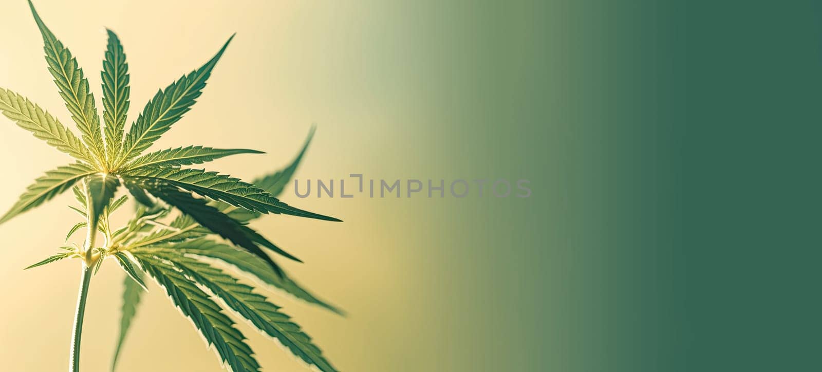 Cannabis plant background with copyspace - AI generated