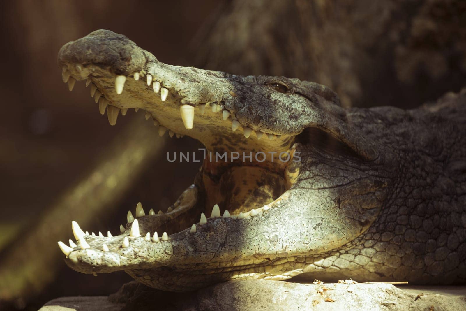 crocodile