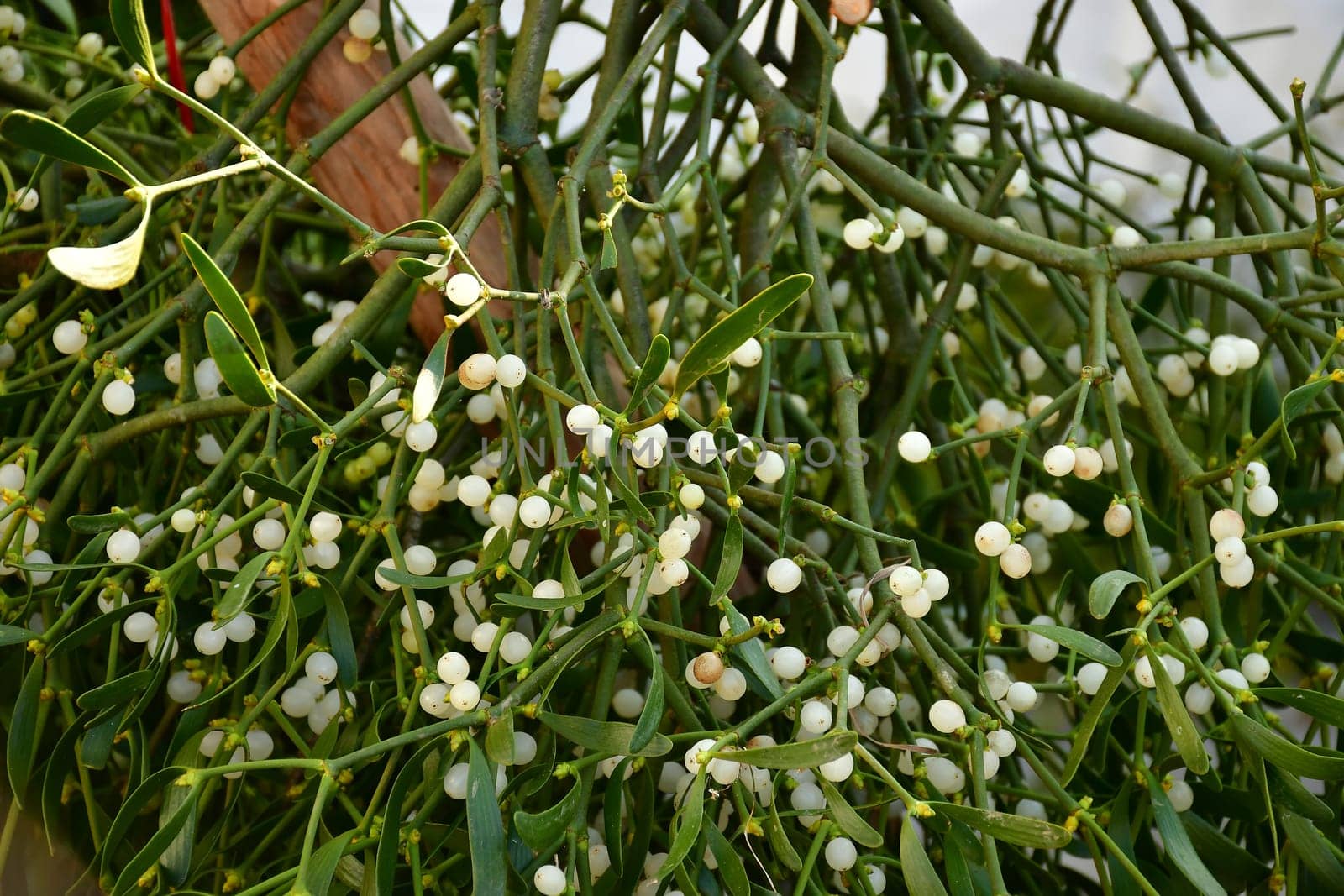 mistletoes on a Christmas market in Germany
