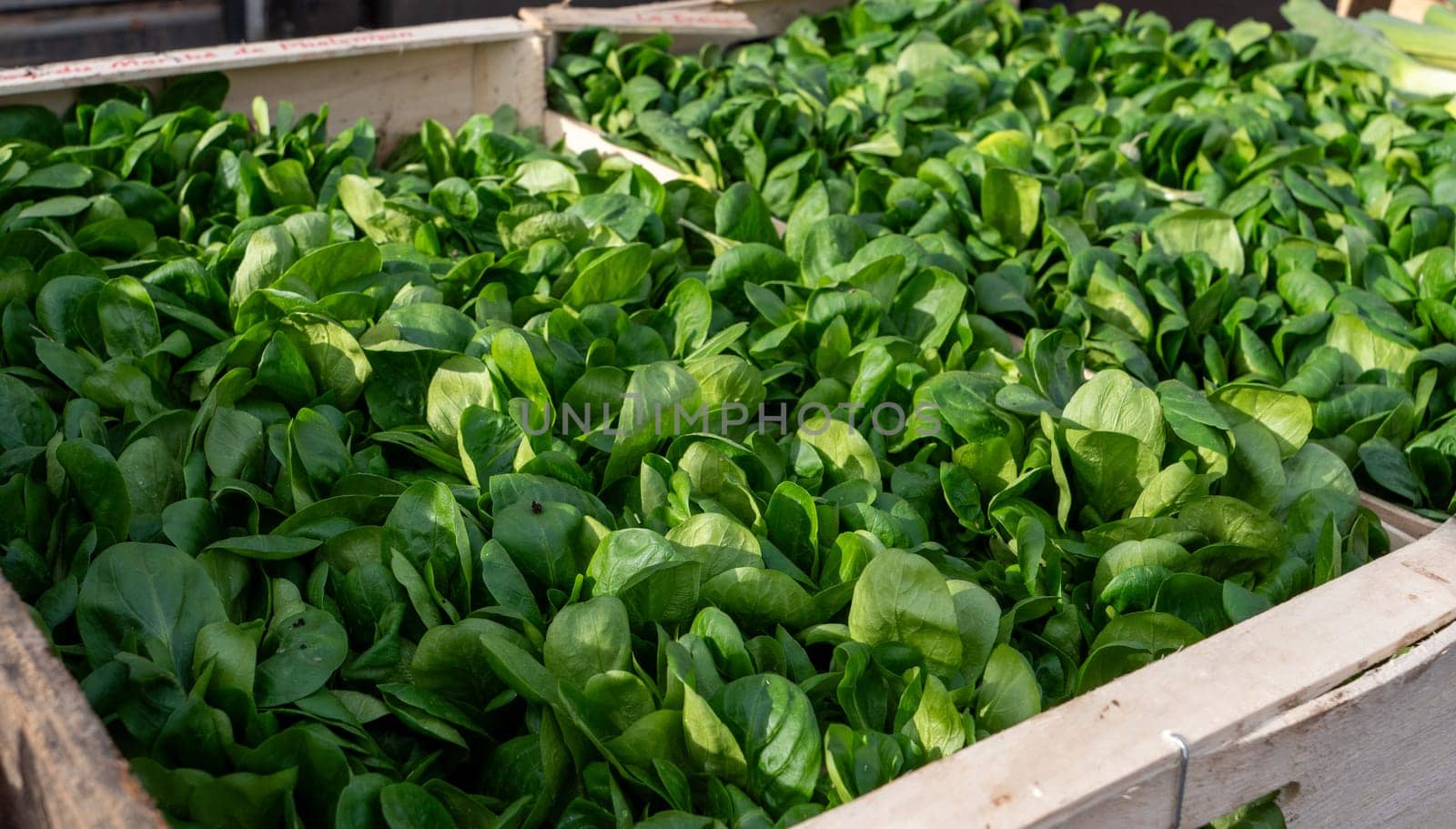 A wooden crate filled with a variety of green plants. The crate is overflowing with plants, and the leaves are a vibrant shade of green