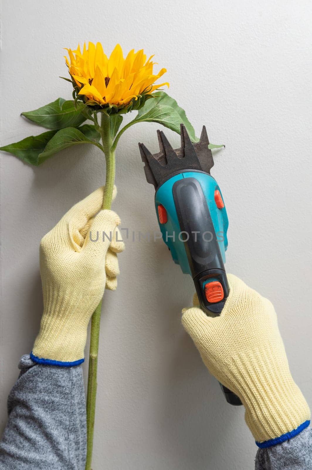 Gardening gloves and pruning shears for pruning sunflowers.