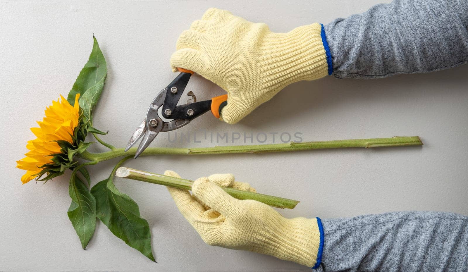 Gardening gloves and pruning shears for pruning sunflowers.
