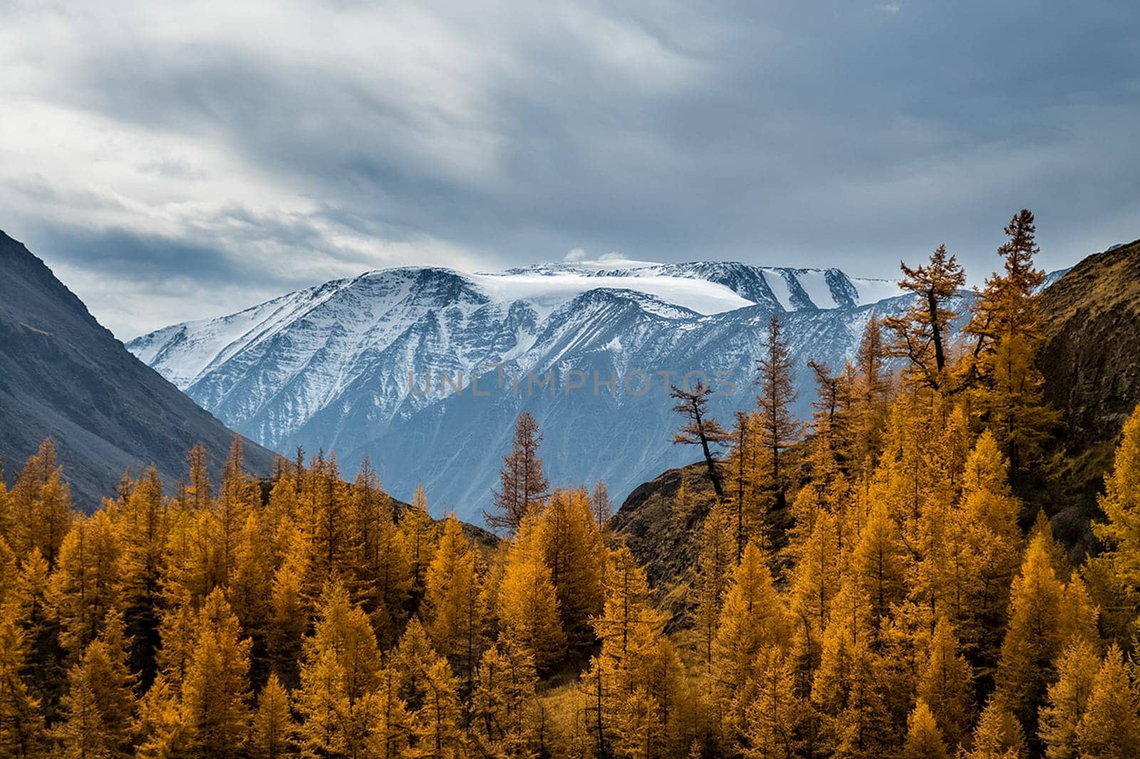 Coniferous trees in the Altai Mountains. Landscape of forests and mountains.