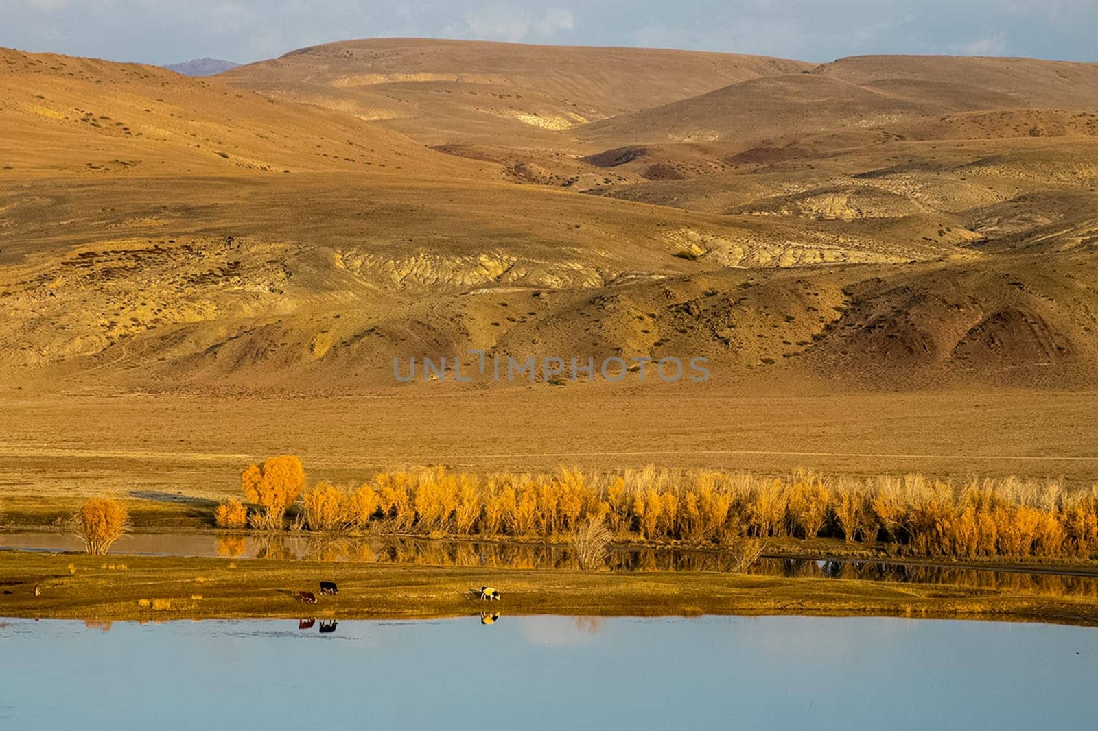 The altai mountains. The landscape of nature on the Altai mountains and in the gorges between the mountains.