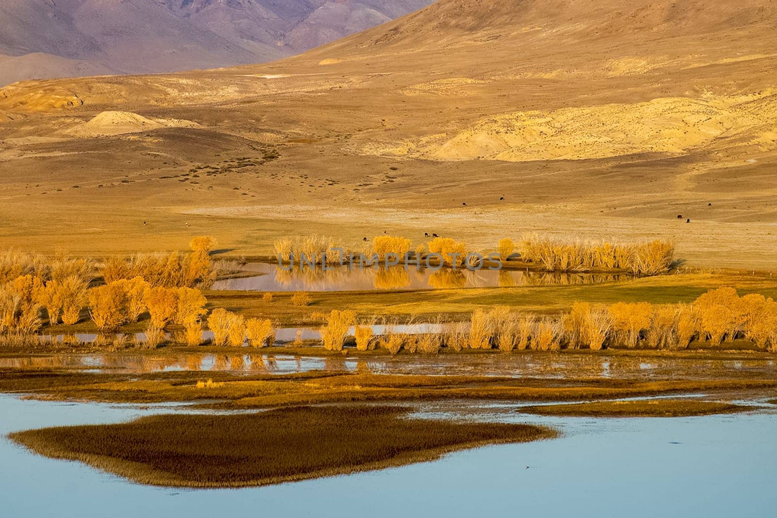 The altai mountains. The landscape of nature on the Altai mountains and in the gorges between the mountains.