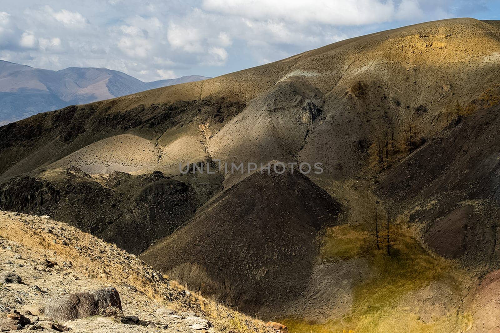 Colorful hills on the altai. Two lonely trees on the mountain.