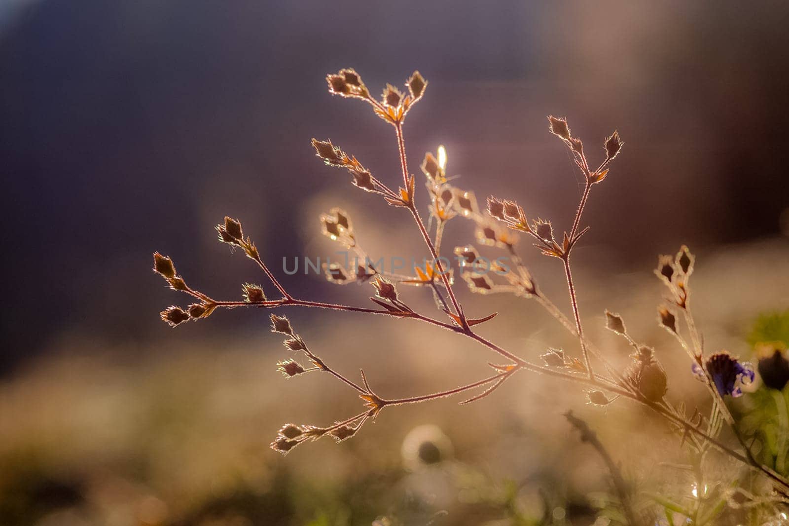 Plants in a meadow in Altai. Altai herbs and flowers.