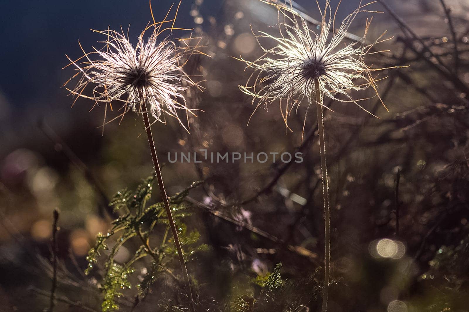 Plants in a meadow in Altai. Altai herbs and flowers.