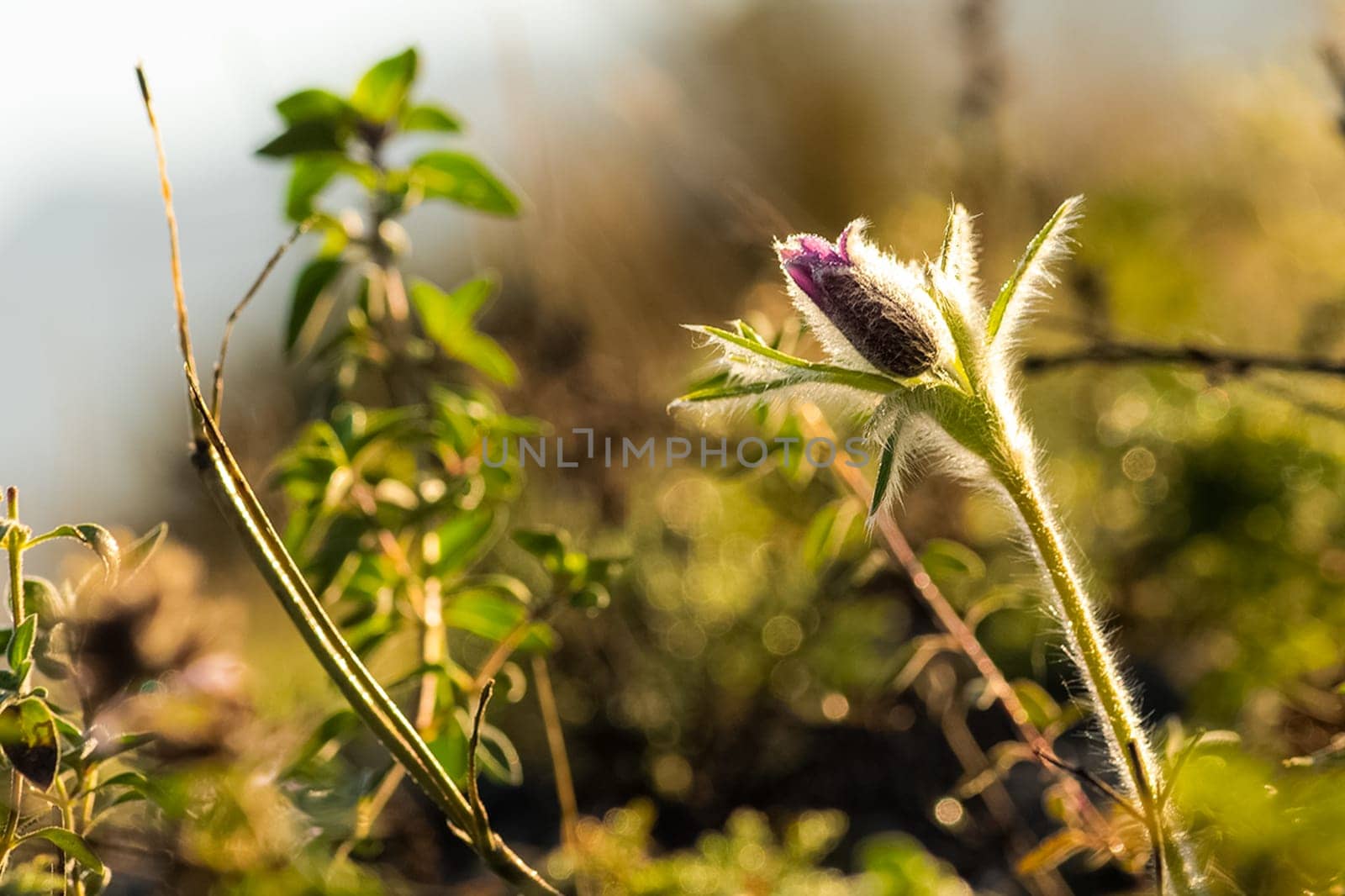 Plants in a meadow in Altai. Altai herbs and flowers.