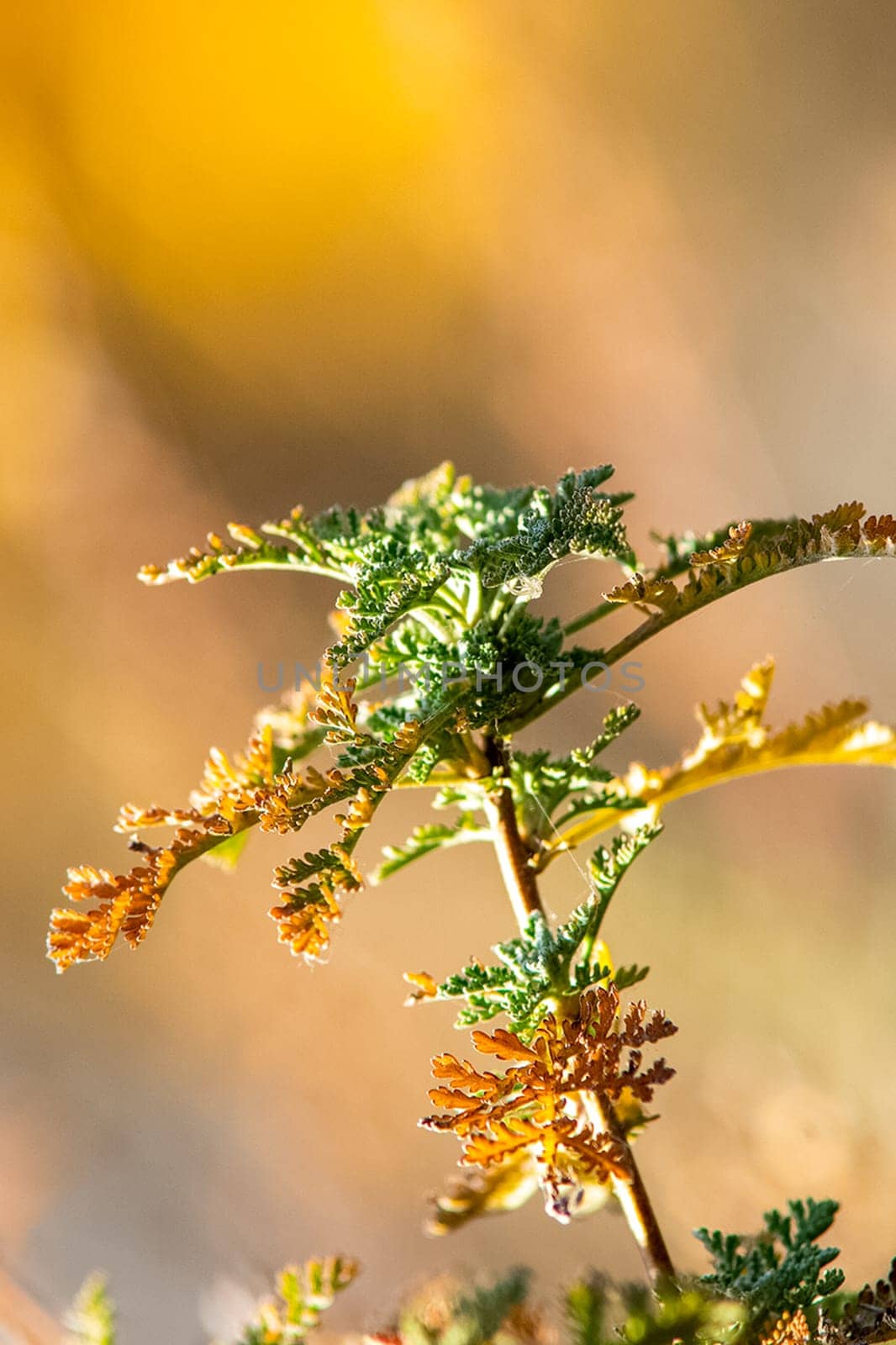 Plants in a meadow in Altai. Altai herbs and flowers.