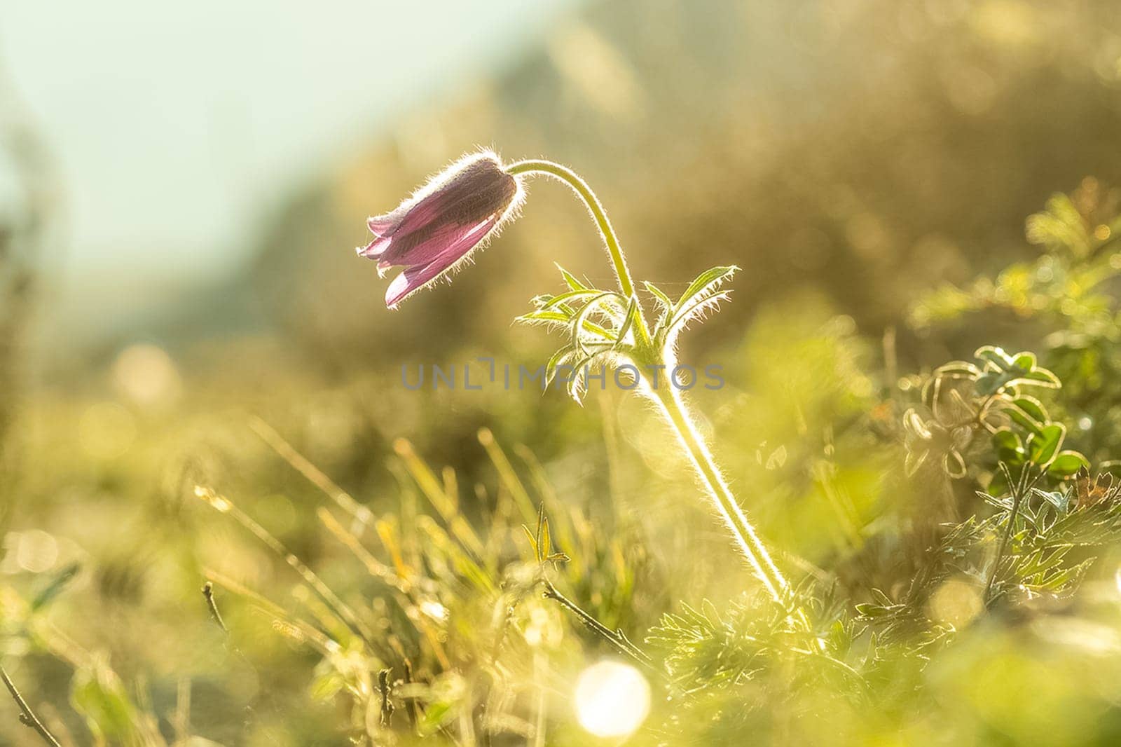 Plants in a meadow in Altai. Altai herbs and flowers.
